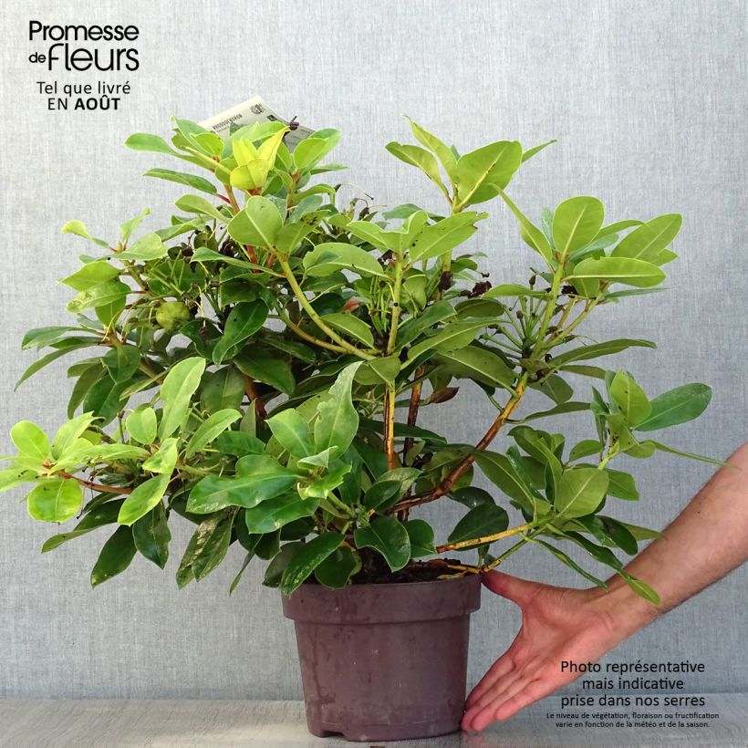 Ejemplar de Rhododendron Germania Maceta 4L/5L entregado en verano
