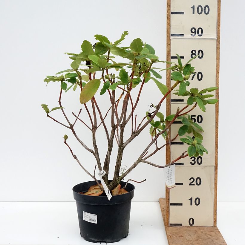 Ejemplar de Rhododendron Germania Maceta 7,5L/10L entregado en otoño