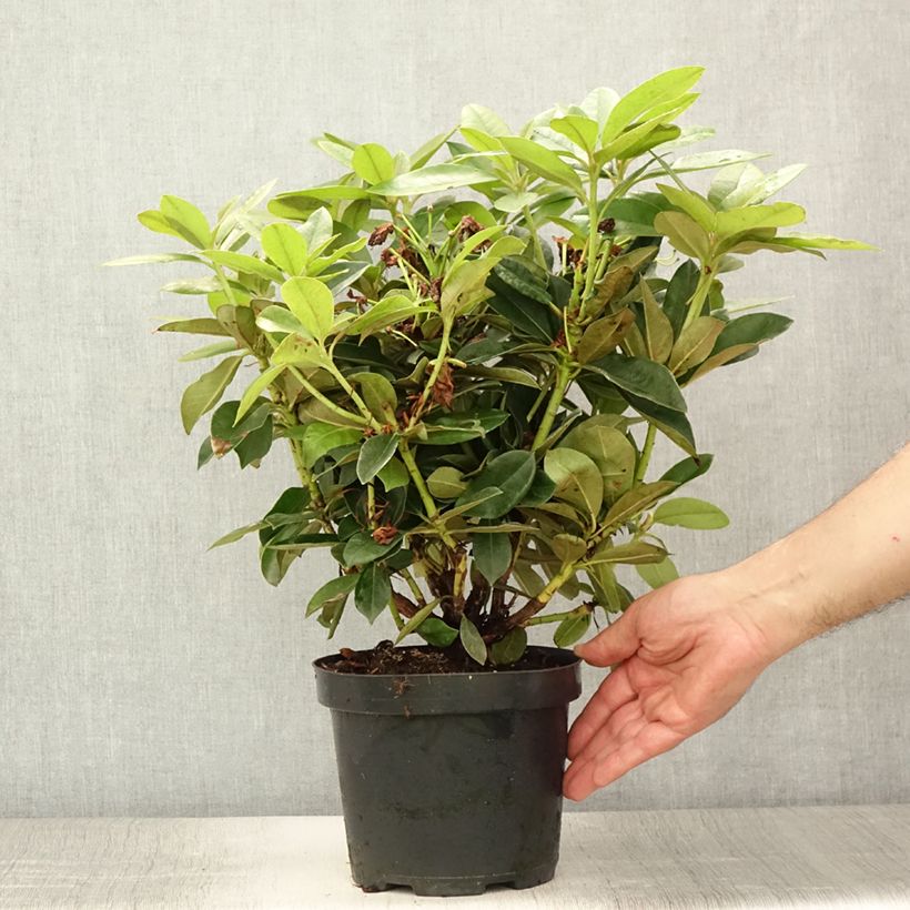Ejemplar de Rhododendron yakushimanum Golden Torch Maceta 3L/4L entregado en verano