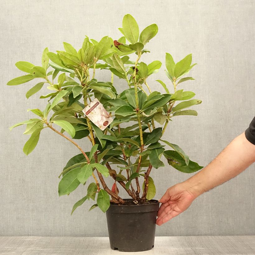 Ejemplar de Rhododendron Gomer Waterer Maceta 3L/4L entregado en verano