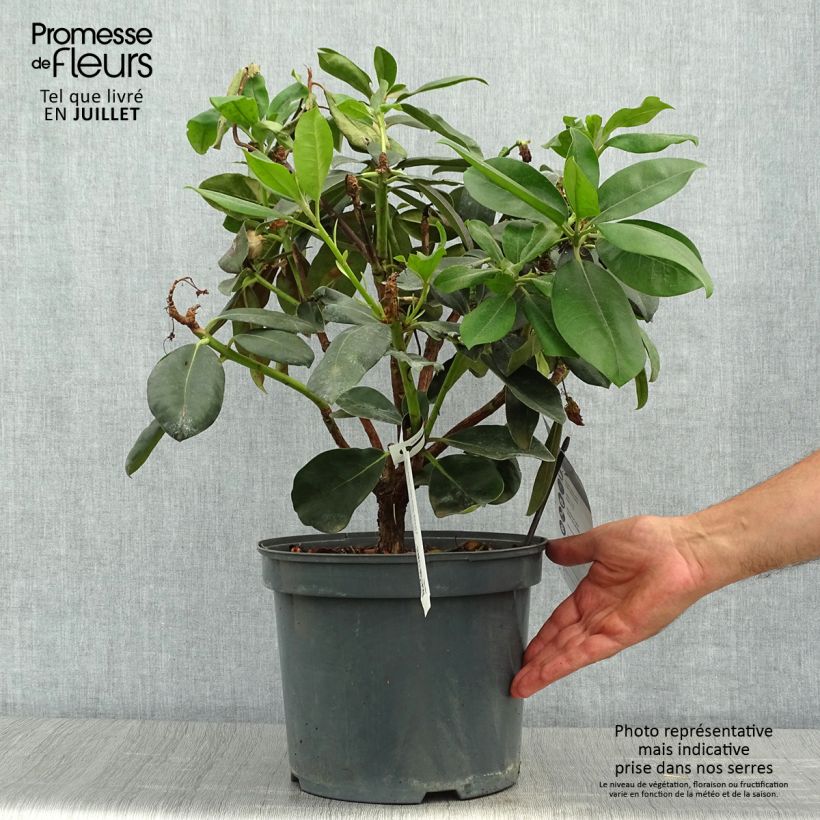 Ejemplar de Rhododendron Gomer Waterer Maceta 7,5L/10L entregado en verano