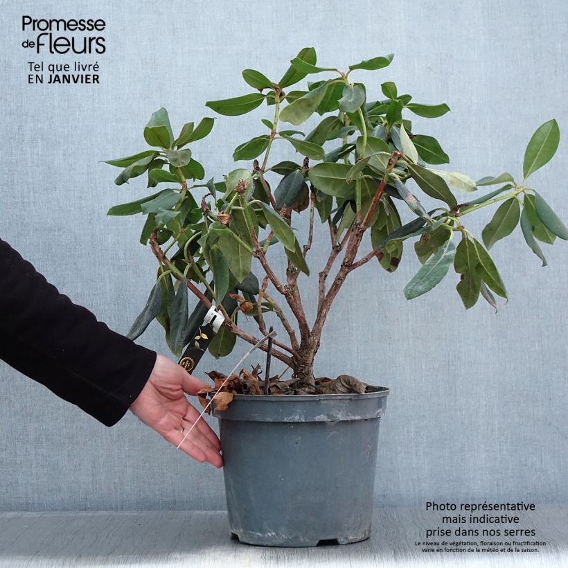 Rhododendron Gomer Waterer Maceta 7,5L/10L Ejemplar entregado en invierno