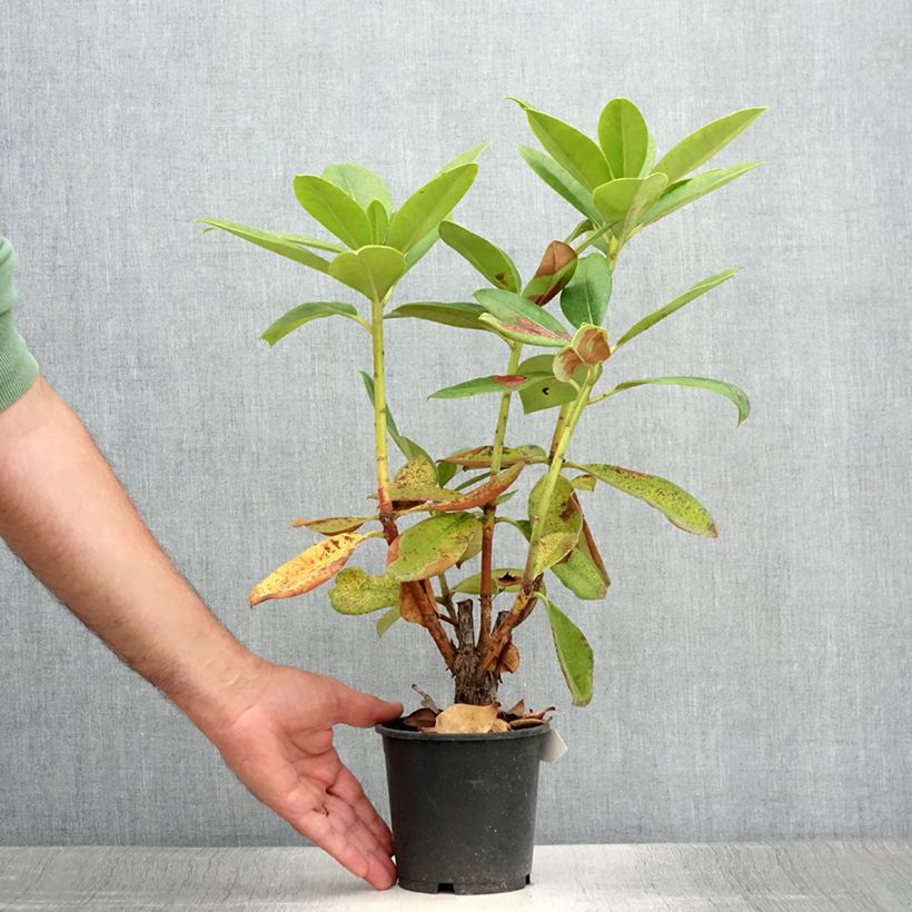 Ejemplar de Rhododendron Gomer Waterer Maceta de 12 cm / 13 cm entregado en verano