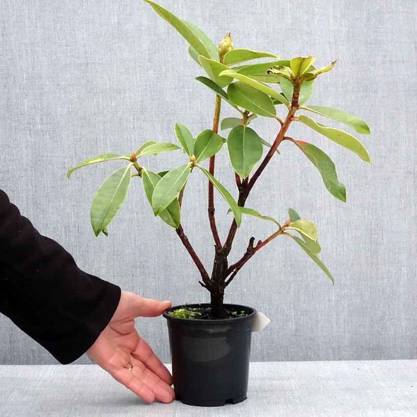 Rhododendron Gomer Waterer Maceta de 12 cm / 13 cm Ejemplar entregado en invierno