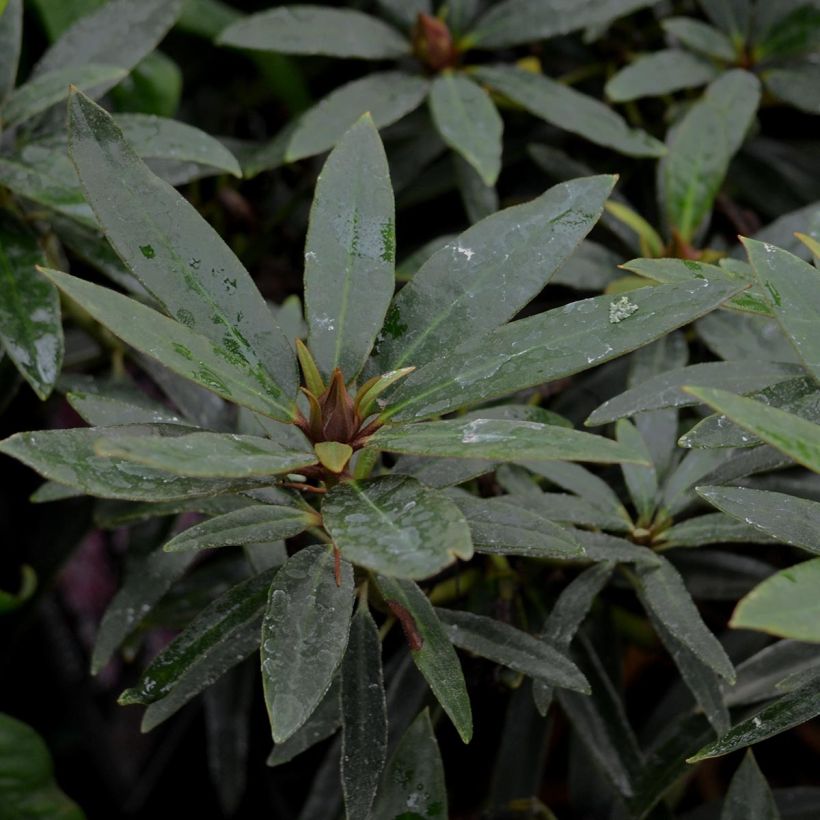 Rhododendron Rhododendron Graziella (Follaje)