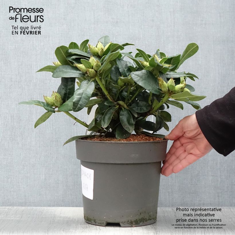 Rhododendron haematodes Lisetta Maceta 6L/7L Ejemplar entregado en invierno