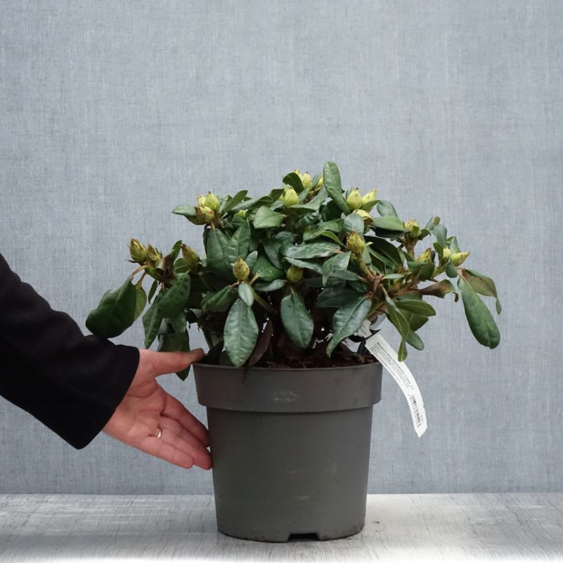 Rhododendron haematodes Lisetta Maceta 6L/7L Ejemplar entregado en la primavera