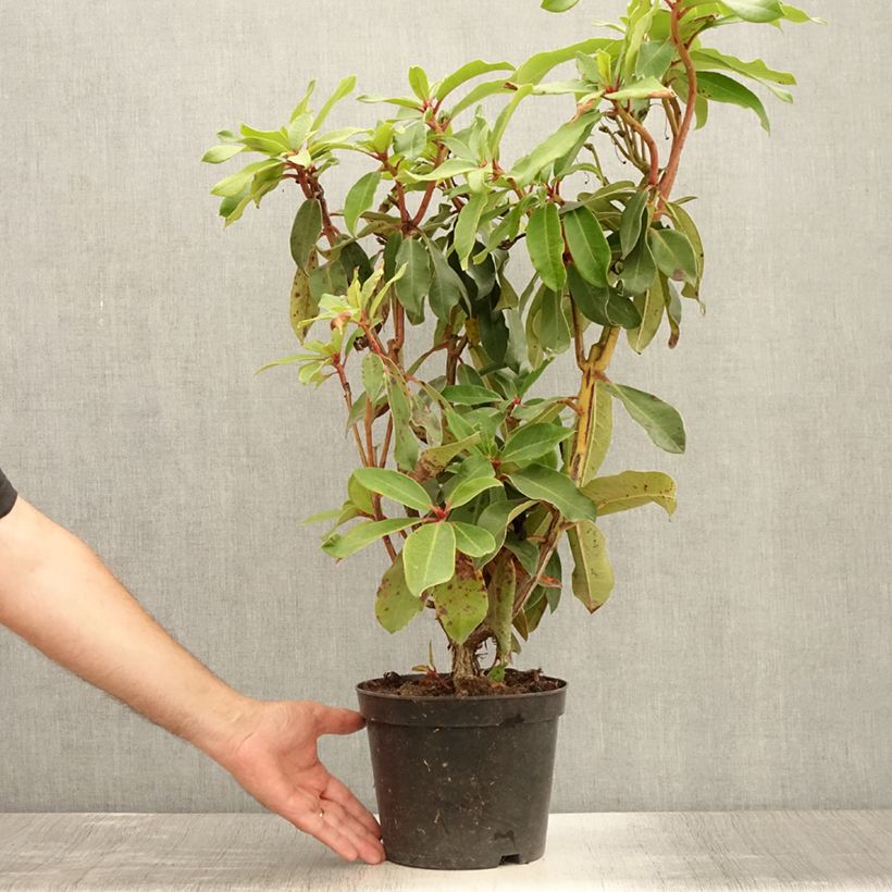 Ejemplar de Rhododendron Halfdan Lem Maceta 4L/5L entregado en verano