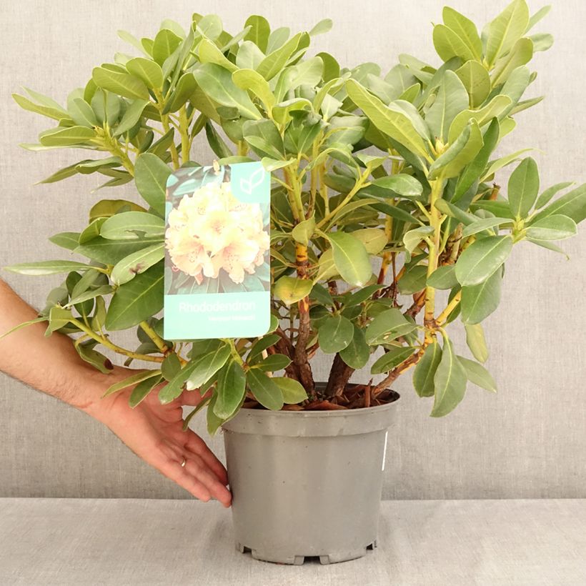Ejemplar de Rhododendron Horizon Monarch Maceta 4L/5L entregado en verano