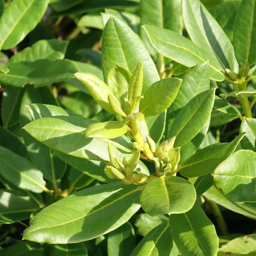 Rododendro híbrido Easydendron INKARHO Belkanto (Follaje)