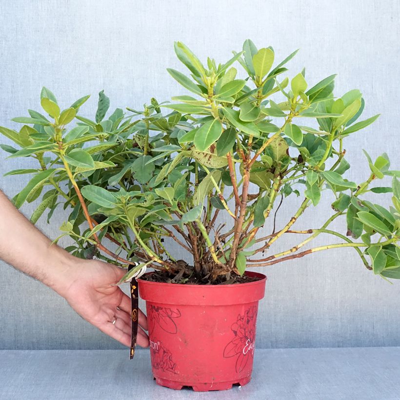 Ejemplar de Rododendro híbrido Easydendron INKARHO Belkanto Maceta 4L/5L entregado en verano