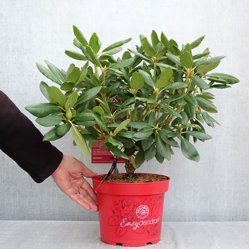 Ejemplar de Rhododendron Easydendron INKARHO English Roseum - Grand rhododendron Maceta 4L/5L entregado en otoño