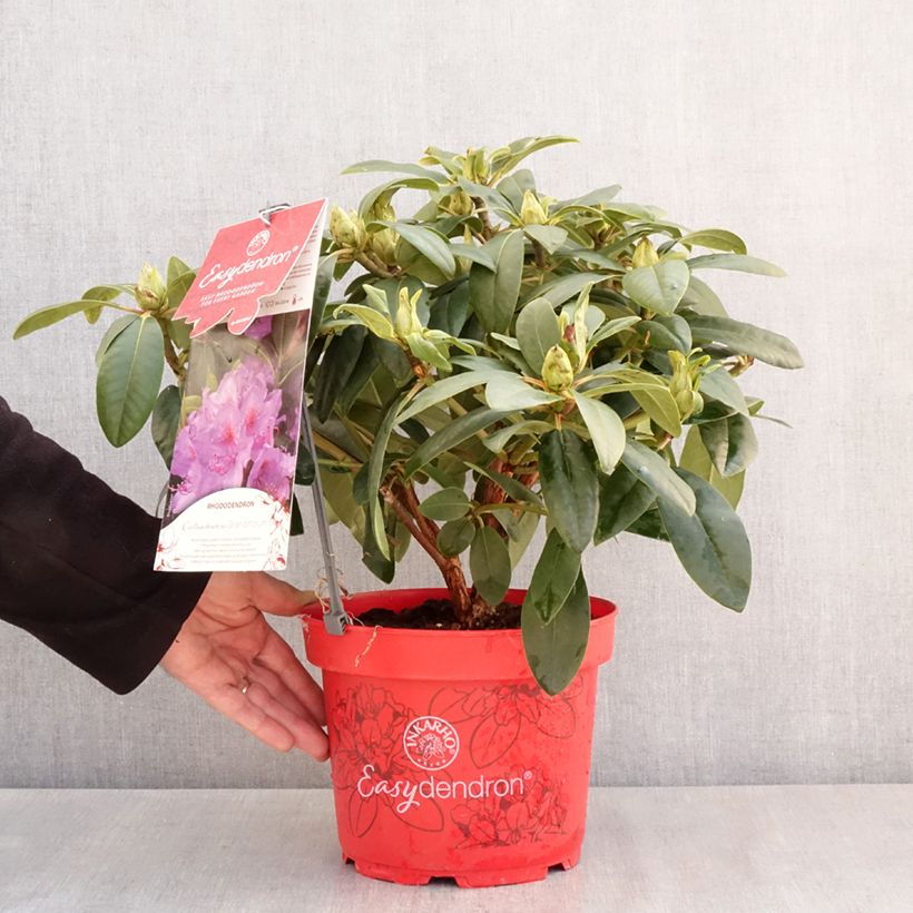 Rhododendron Easydendron INKARHO Grandiflorum Maceta 4L/5L Ejemplar entregado en la primavera