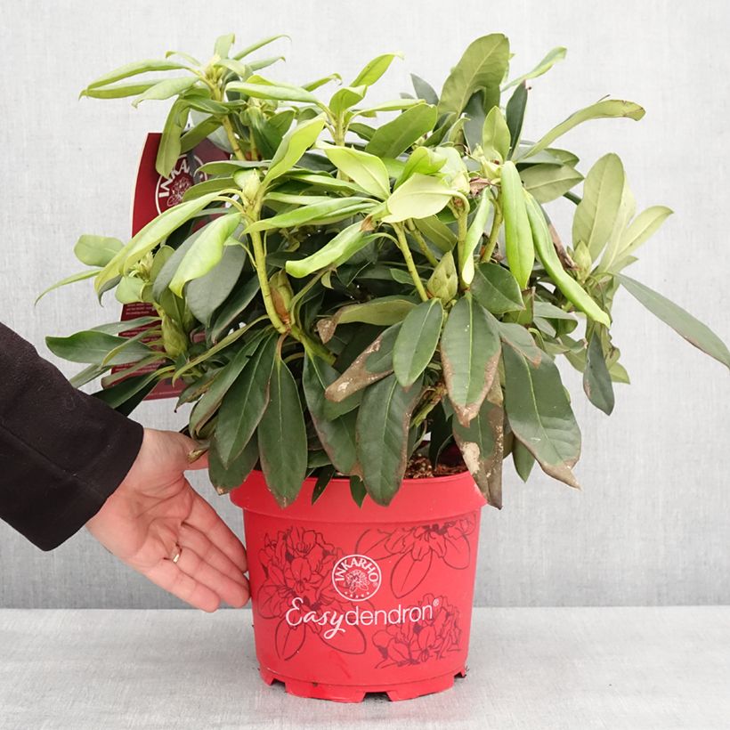 Rhododendron Easydendron INKARHO Orakel Maceta 7,5L/10L Ejemplar entregado en invierno