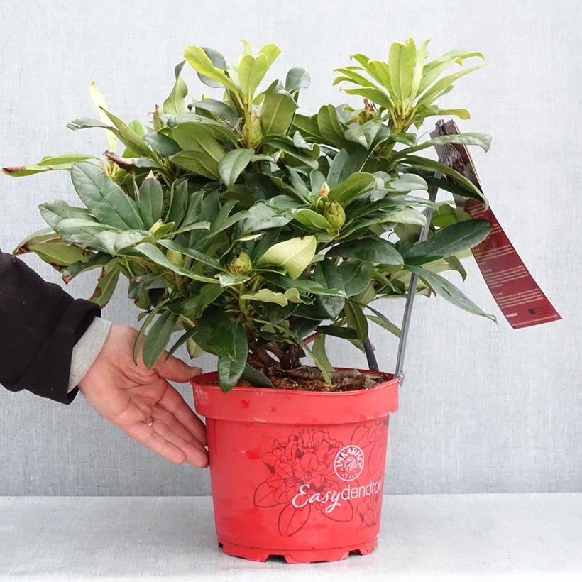 Rhododendron Easydendron INKARHO Orakel Maceta 7,5L/10L Ejemplar entregado en la primavera