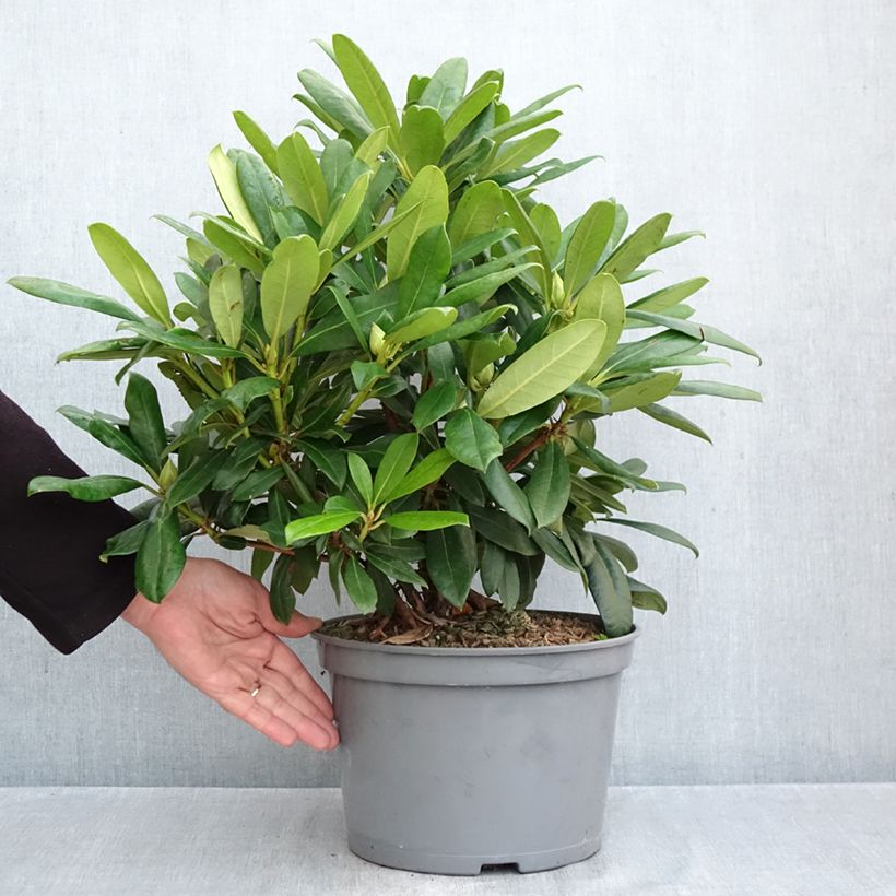 Ejemplar de Rhododendron Easydendron INKARHO Orakel Maceta 7,5L/10L entregado en otoño