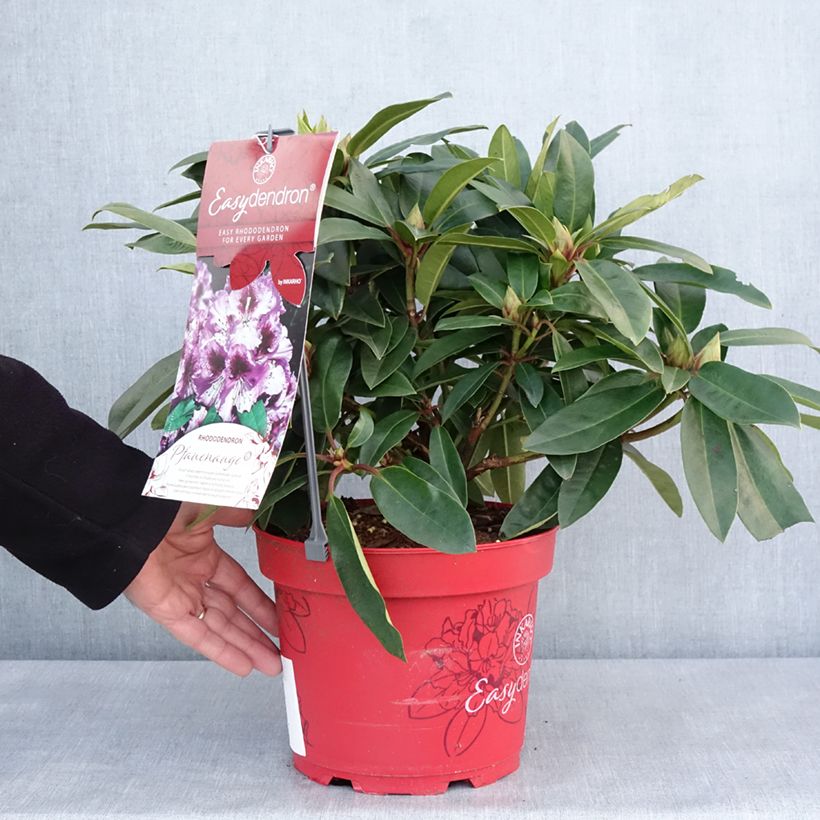 Rhododendron Easydendron INKARHO Pfauenauge Maceta 4L/5L Ejemplar entregado en invierno