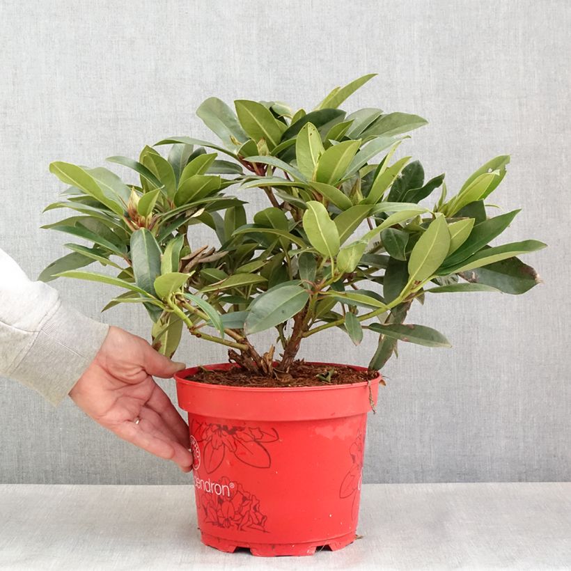Rhododendron Easydendron INKARHO Pfauenauge Maceta 4L/5L Ejemplar entregado en la primavera