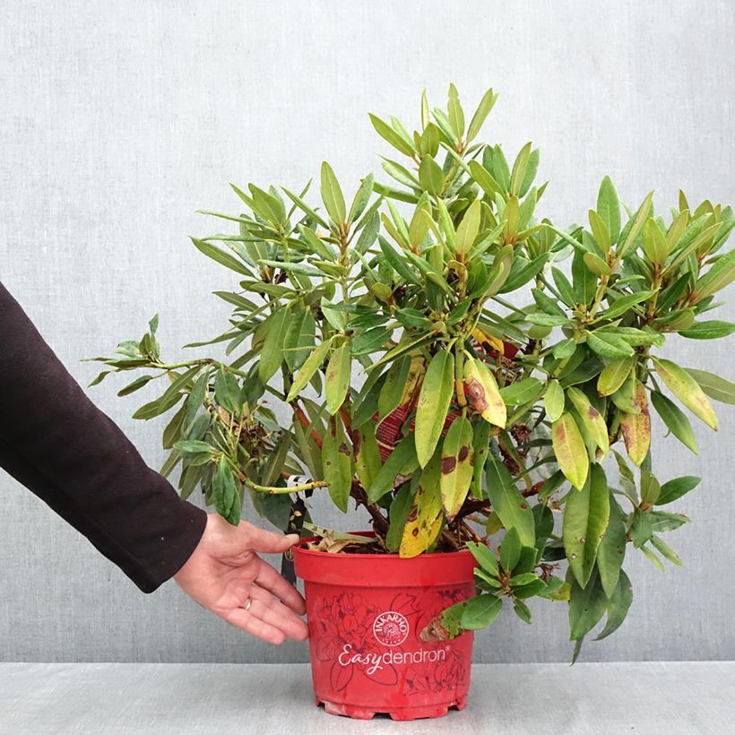 Ejemplar de Rhododendron Easydendron INKARHO Rabatz Maceta 4L/5L entregado en otoño