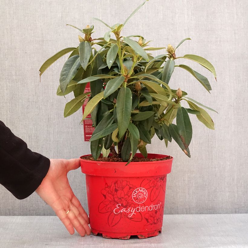 Rhododendron Easydendron INKARHO Rabatz Maceta 4L/5L Ejemplar entregado en invierno