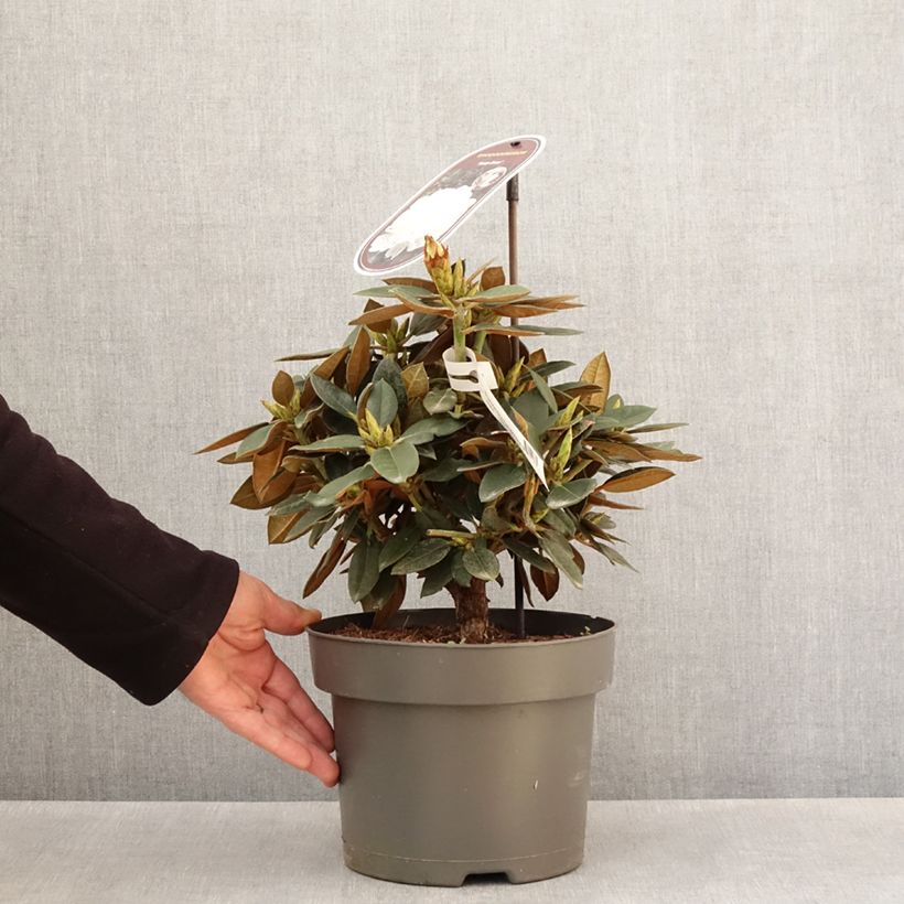 Rhododendron Easydendron INKARHO Rusty Dane Maceta 4L/5L Ejemplar entregado en la primavera
