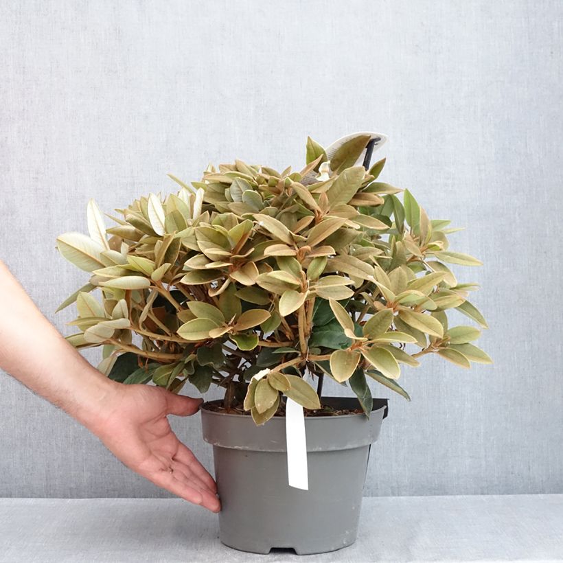 Rhododendron Easydendron INKARHO Special Dane Maceta 4L/5L Ejemplar entregado en la primavera