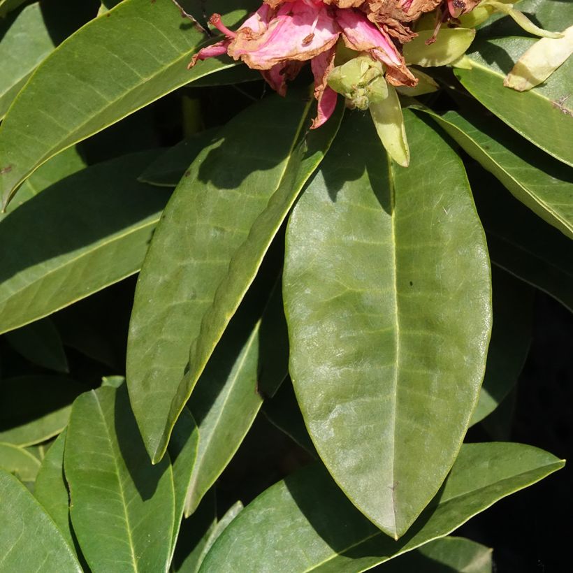 Rhododendron Inkarho Diderk (Follaje)