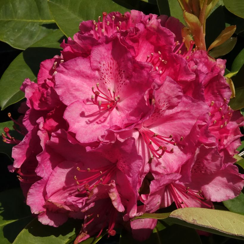 Rhododendron Inkarho Diderk (Floración)