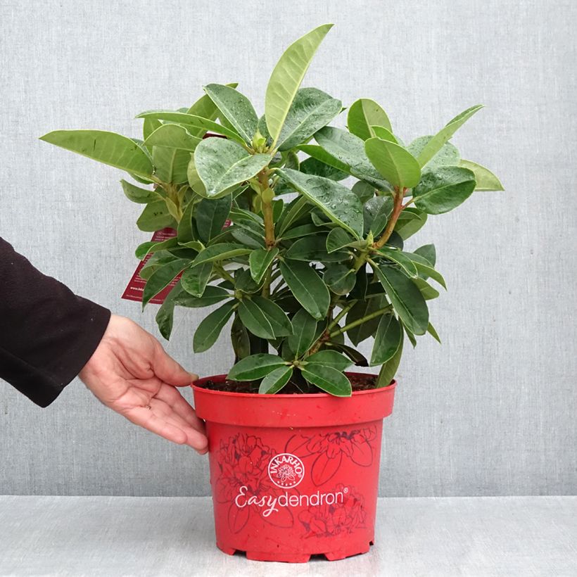 Ejemplar de Rhododendron Inkarho Diderk Maceta 4L/5L entregado en otoño