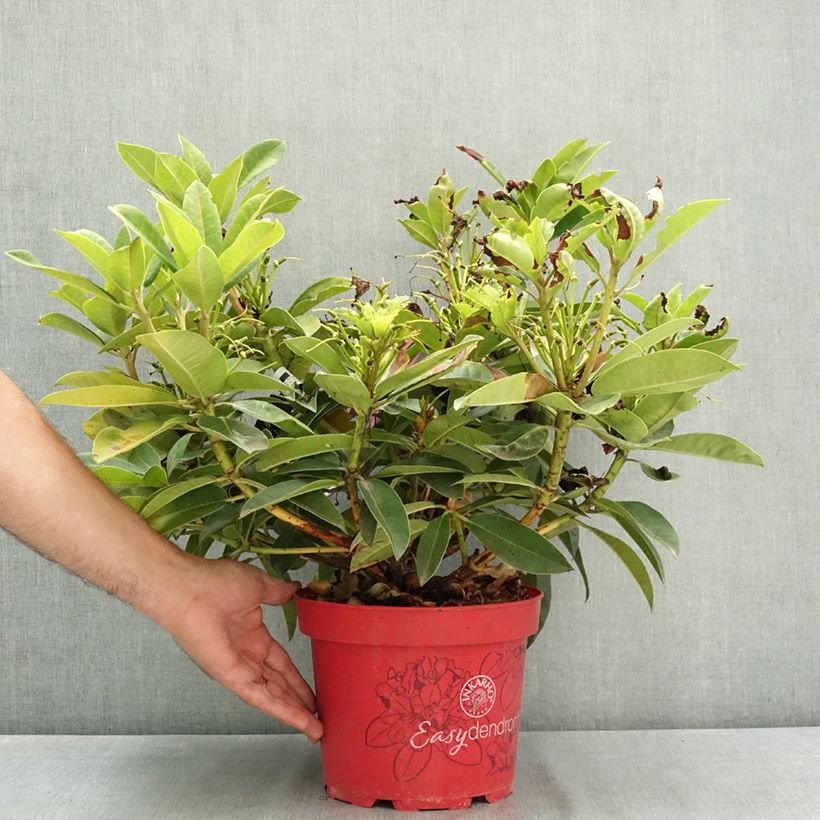 Ejemplar de Rhododendron hybride Inkarho Diderk Pot de 4L/5L entregado en verano
