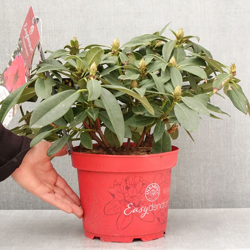 Rhododendron Inkarho Diderk Maceta 4L/5L Ejemplar entregado en la primavera