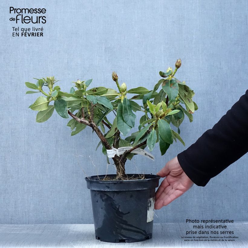 Rhododendron Janet Ward Maceta 4L/5L Ejemplar entregado en invierno