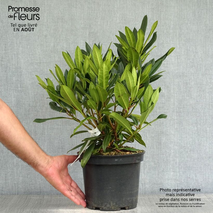 Ejemplar de Rhododendron Kabarett Maceta 4L/5L entregado en verano