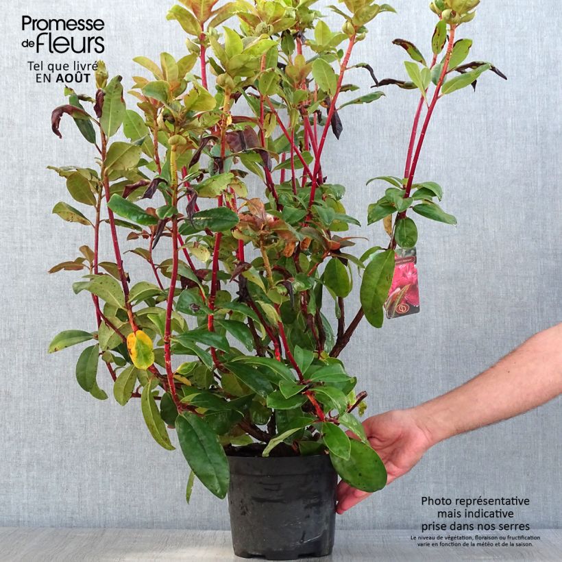 Ejemplar de Rhododendron Moser's Maroon Maceta 4L/5L entregado en verano