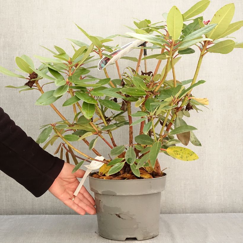 Ejemplar de Rhododendron Raphaela Maceta 4L/5L entregado en otoño