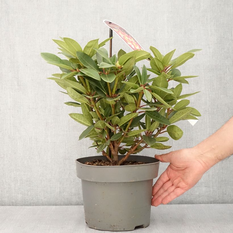 Rhododendron Raphaela Maceta 4L/5L Ejemplar entregado en la primavera