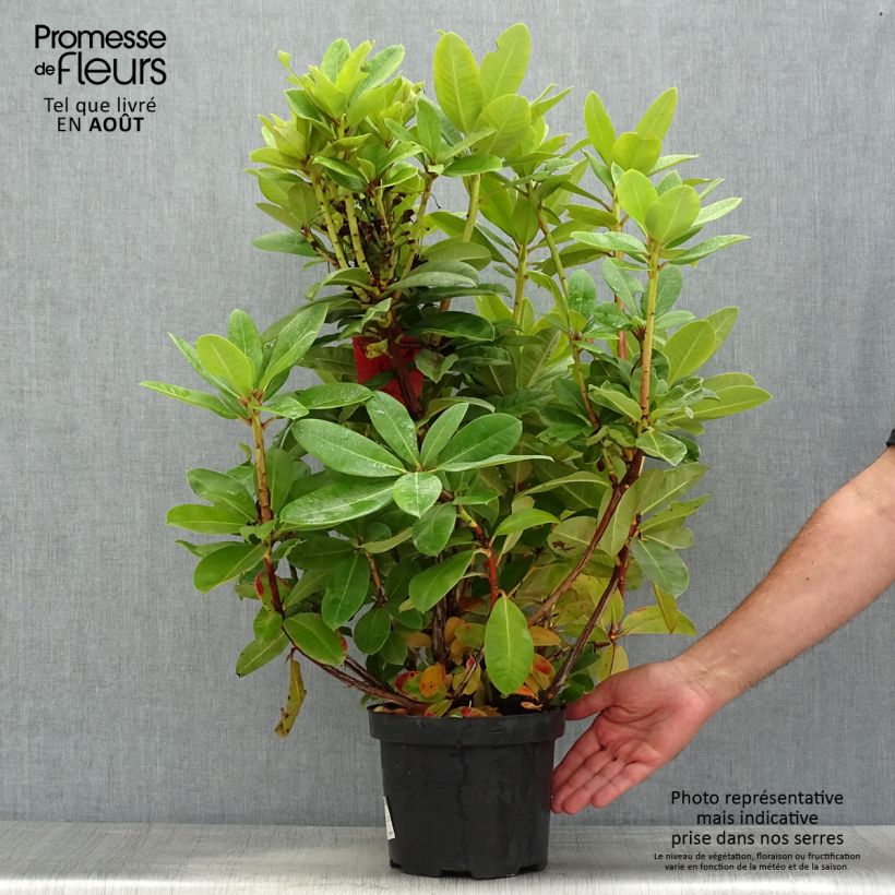 Ejemplar de Rhododendron Red Jack Maceta 4L/5L entregado en verano