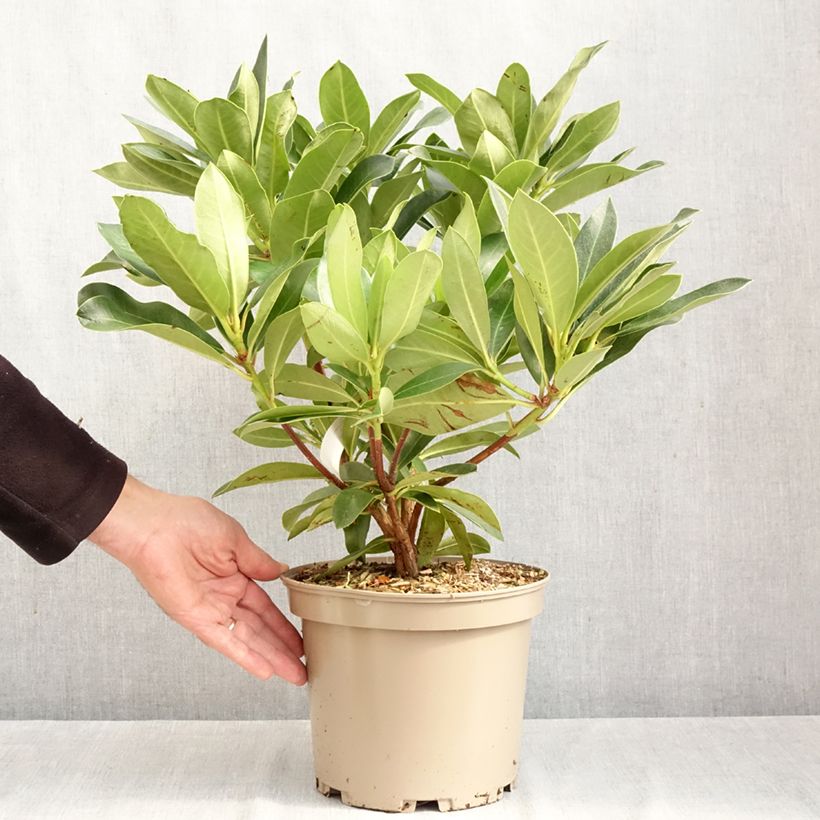Ejemplar de Rhododendron Rwain Maceta 4L/5L entregado en otoño