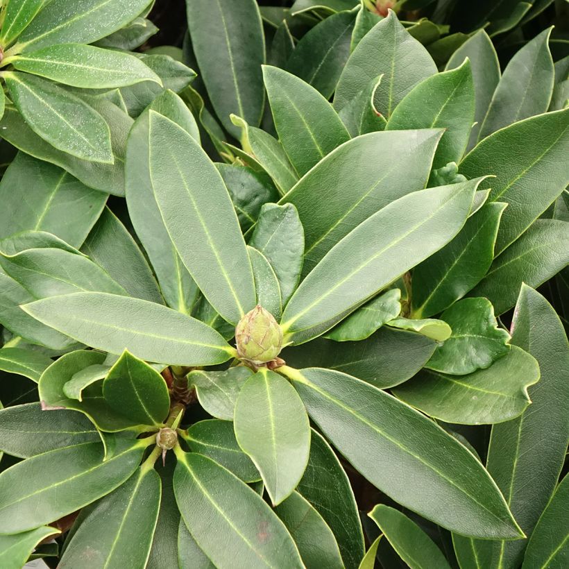 Rhododendron Rwain (Follaje)