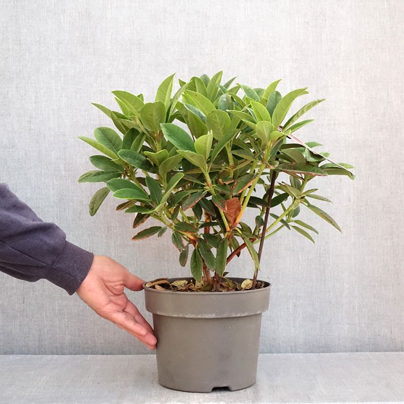 Ejemplar de Rhododendron Sun Fire Maceta 4L/5L entregado en otoño
