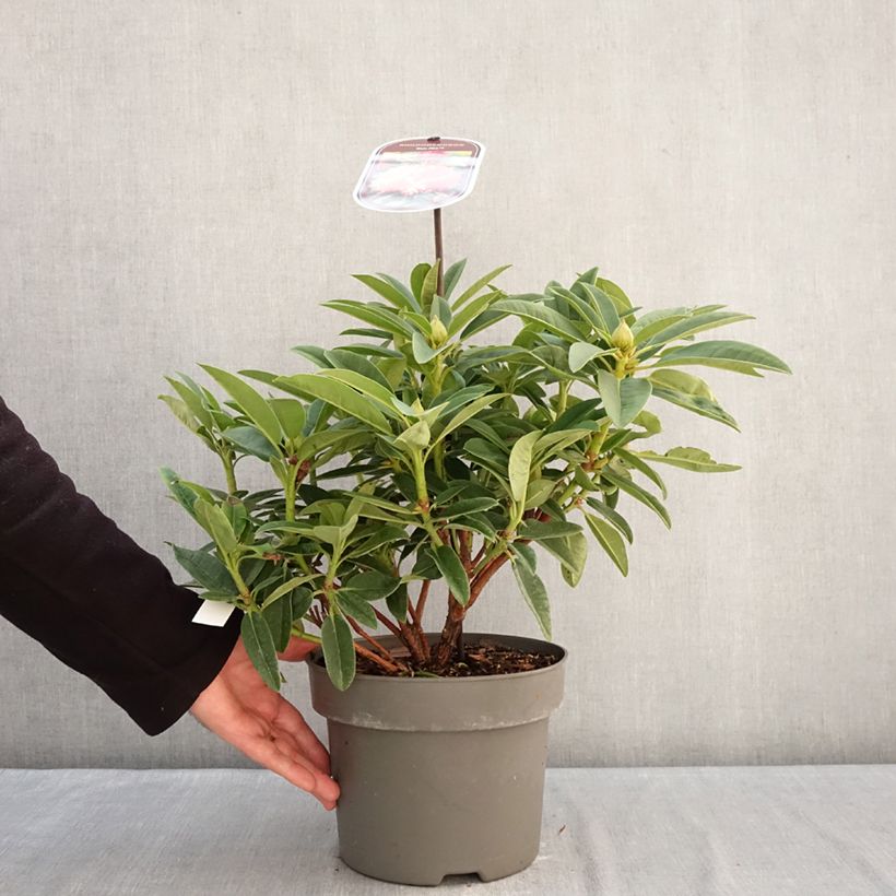 Rhododendron Sun Fire Maceta 4L/5L Ejemplar entregado en invierno