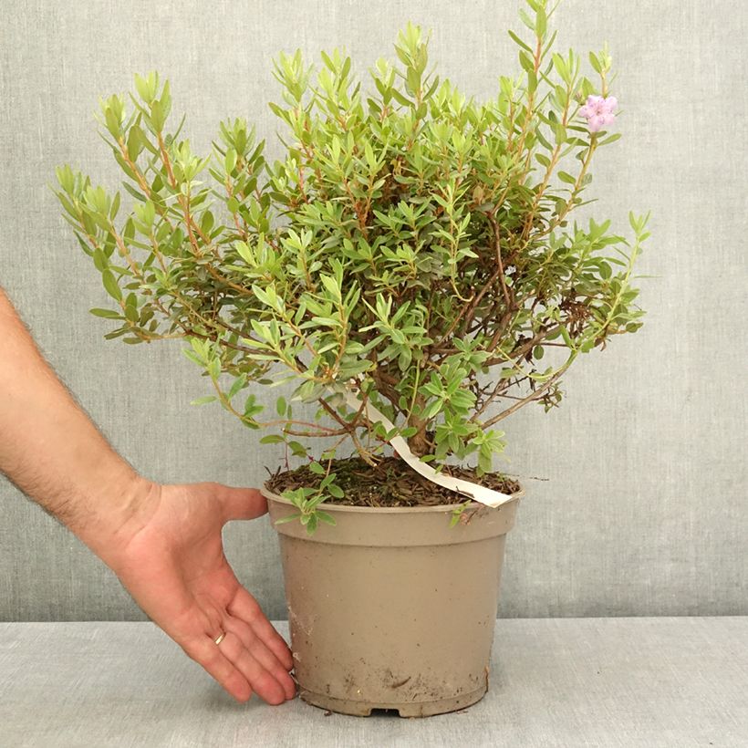 Ejemplar de Rhododendron impeditum Select Maceta 4L/5L entregado en verano
