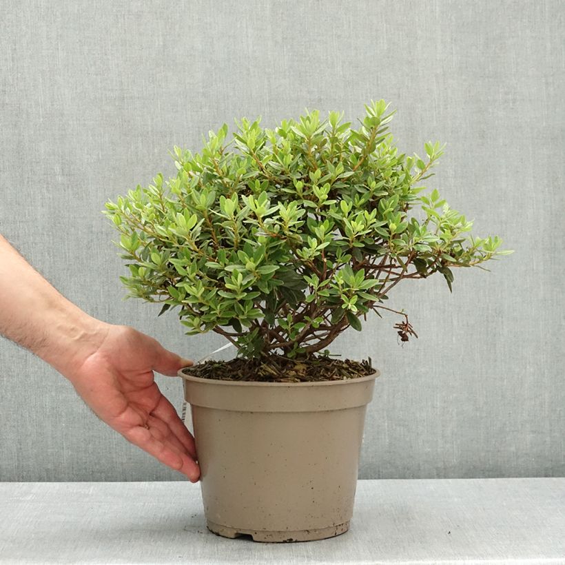 Rhododendron impeditum Select Maceta 4L/5L Ejemplar entregado en la primavera