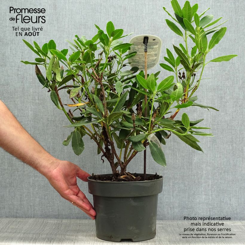 Ejemplar de Rhododendron INKARHO Bernstein Maceta 4L/5L entregado en verano