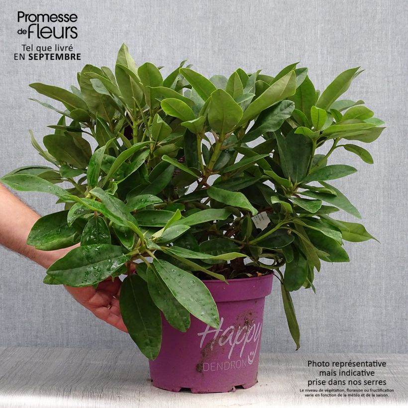 Ejemplar de Rhododendron INKARHO Happydendron Pushy Purple Maceta 4L/5L entregado en otoño