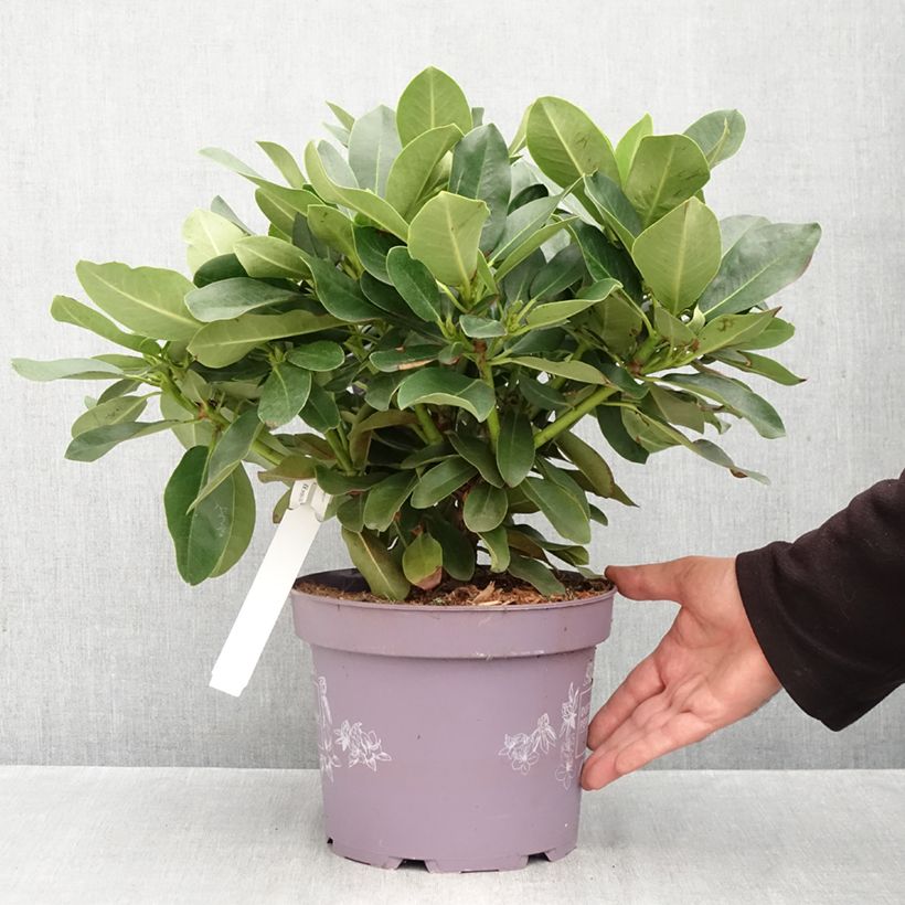 Ejemplar de Rhododendron Inkarho Lila Dufthecke Maceta 4L/5L entregado en otoño