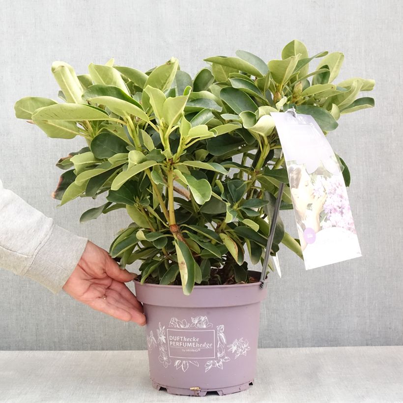 Rhododendron Inkarho Lila Dufthecke Maceta 4L/5L Ejemplar entregado en la primavera