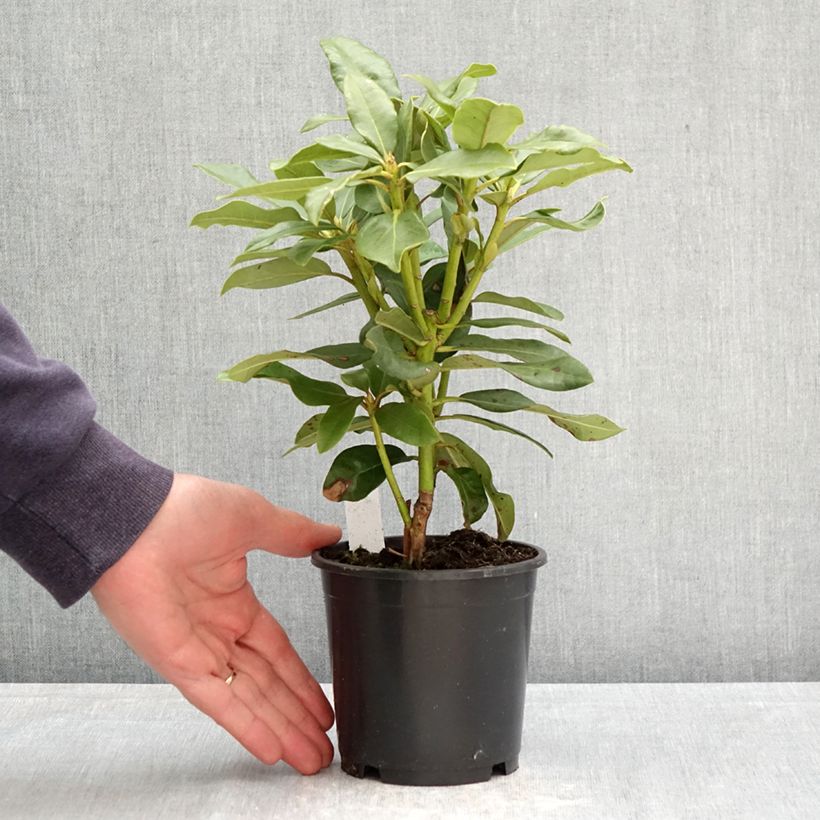 Rhododendron INKARHO Nova Zembla Maceta de 12 cm / 13 cm Ejemplar entregado en la primavera