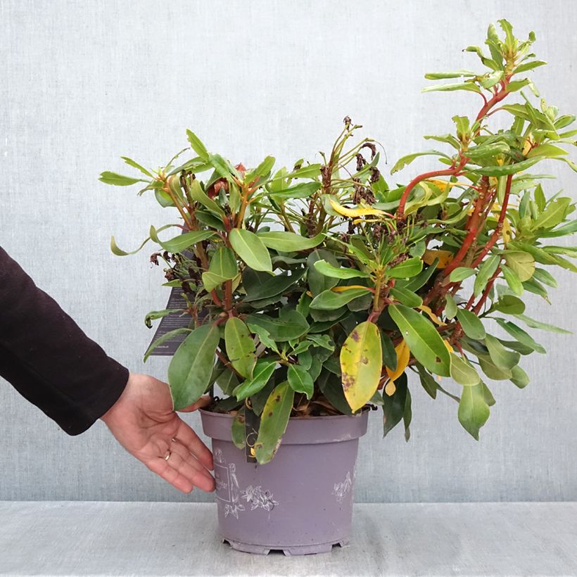 Ejemplar de Rhododendron Inkarho Rosa Dufthecke Maceta 4L/5L entregado en otoño
