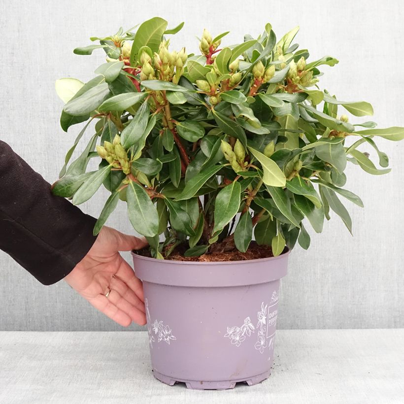 Rhododendron Inkarho Rosa Dufthecke Maceta 4L/5L Ejemplar entregado en invierno
